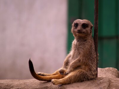 Meerkats animals rest
