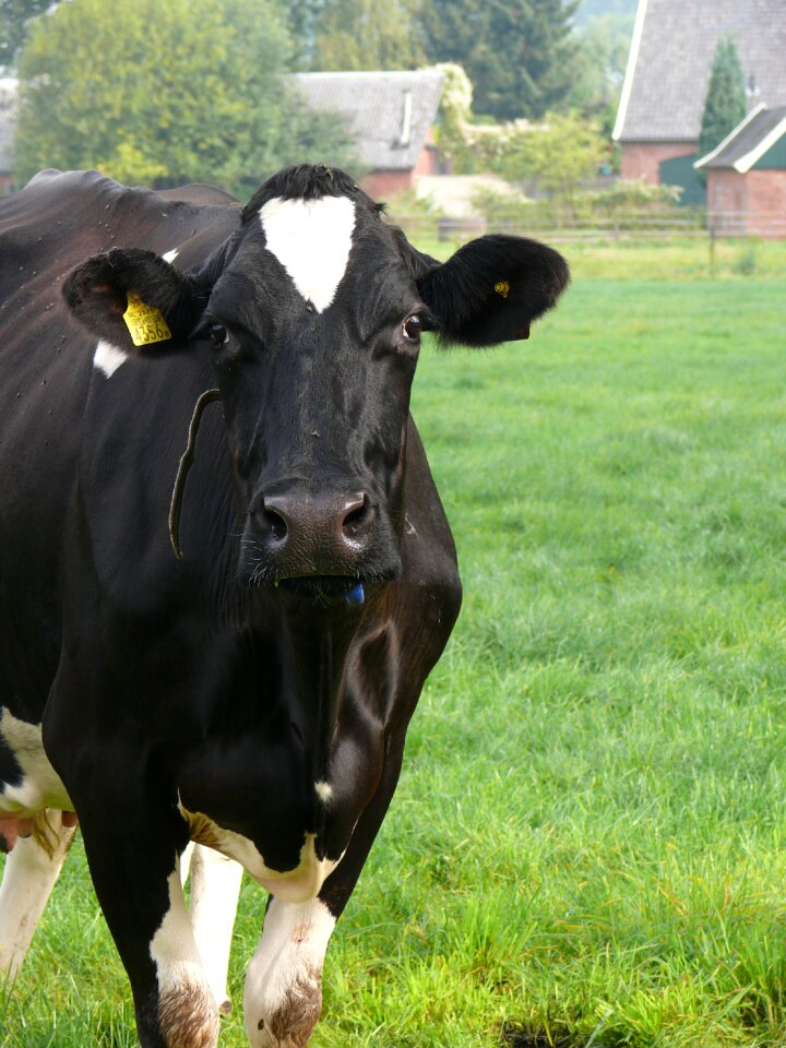 Cows animals whey