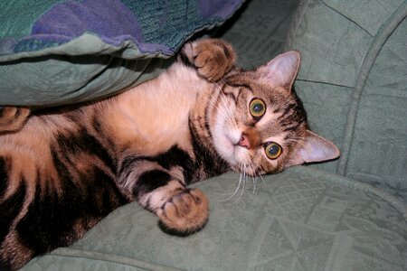 Pet young cute cat
