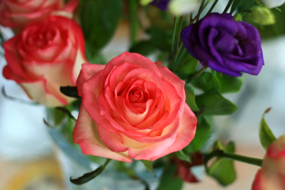 Flowers rose flower