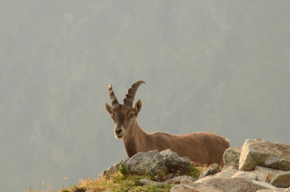 Chamois brevent mountain
