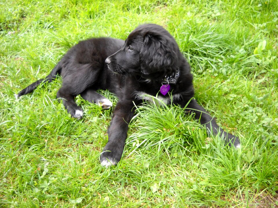 Canine puppy mammal