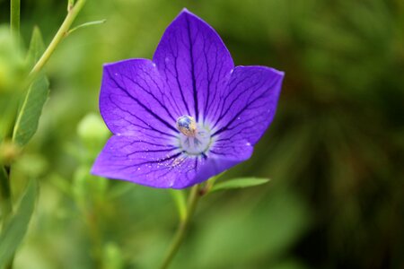 Plants nature makro