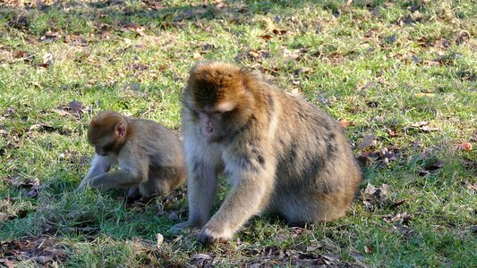 Macaque wildlife primate photo