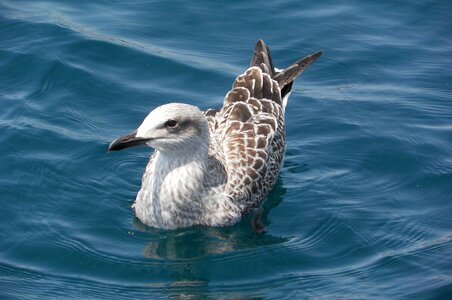 Puppy bird animals