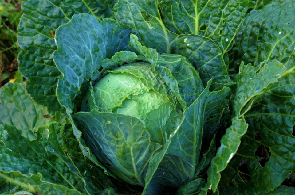 Green vegetable garden varieties of kale
