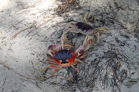 Animals crustaceans fight