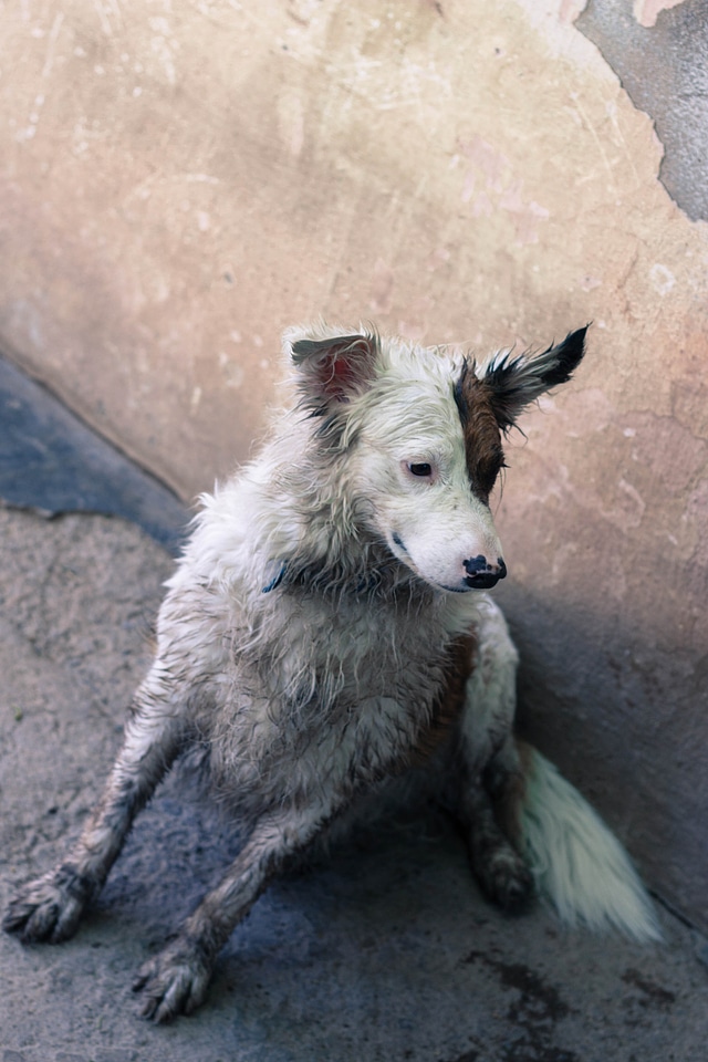 Animals dogs pets