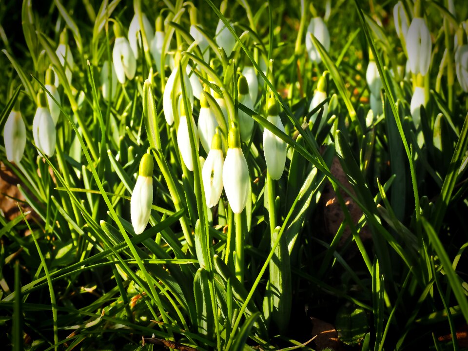 Nature white flowers
