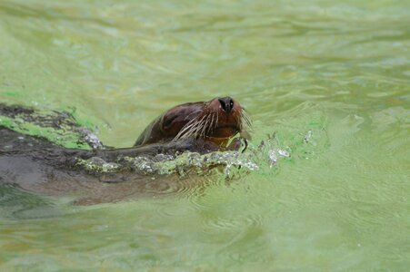 Sea ​​lions swim animals