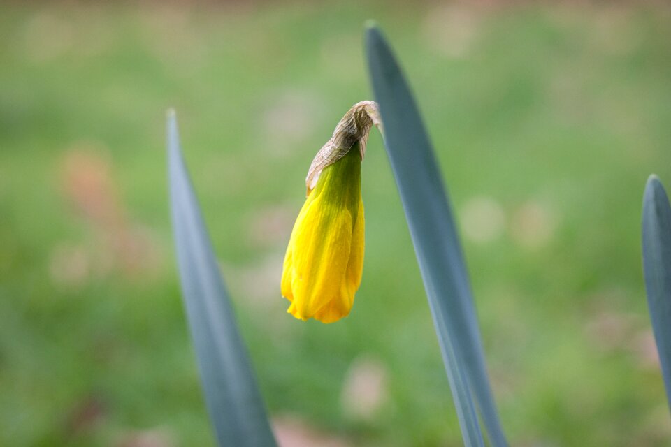 Blossom bloom flower