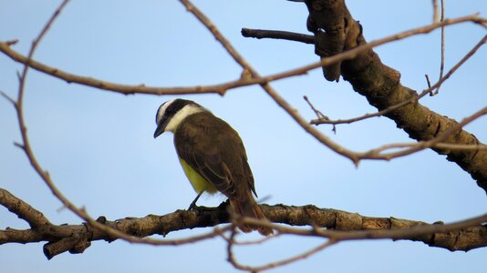 Animal world fly bird