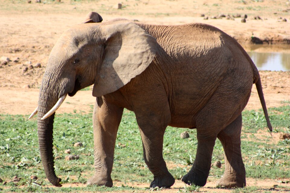Safari african bush elephant pachyderm