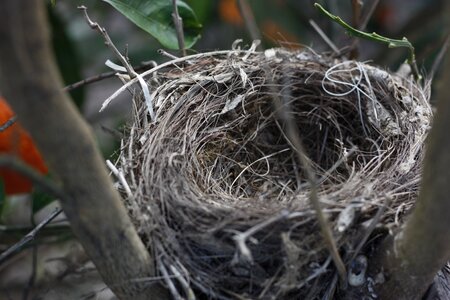 Bird tree nature