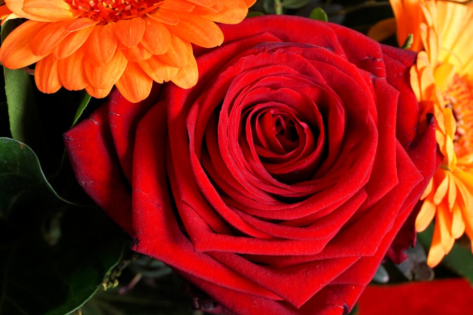 Blossom bloom rose bloom