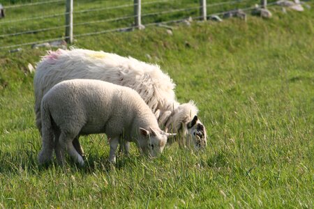 Agriculture wool animal photo