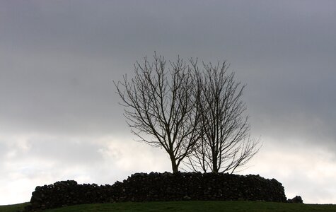 Tree silhouette sky moody photo