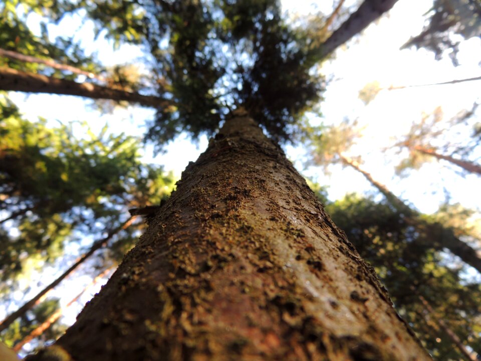 Wood strain tree bark