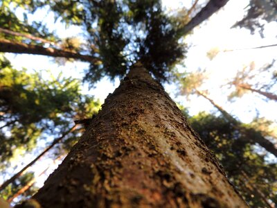 Wood strain tree bark photo