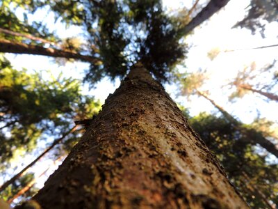 Wood strain tree bark