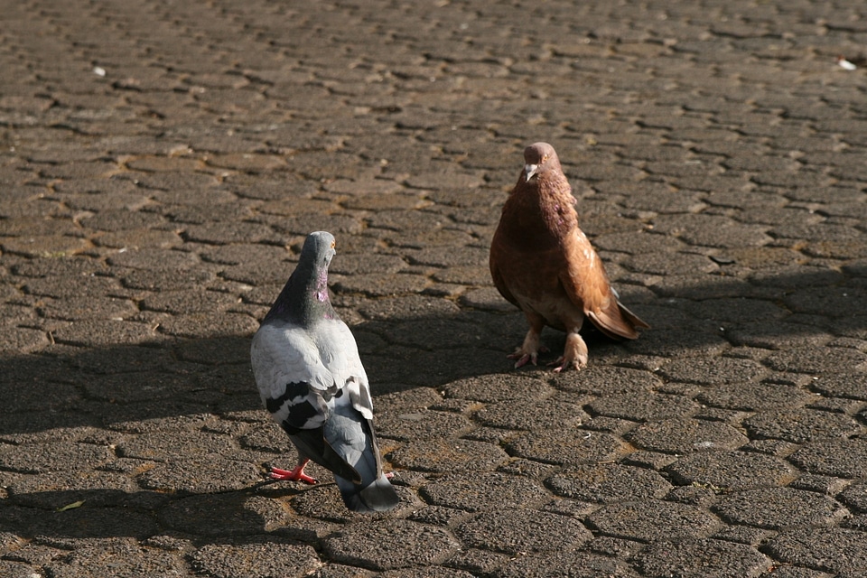 Dove symbol freedom
