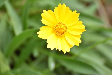 Caribbean flower yellow