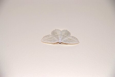 Wall insect