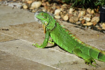 Nature green reptile photo