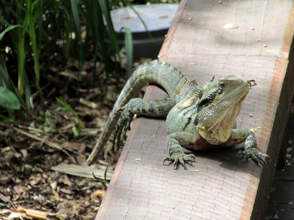 Lizard relax forest