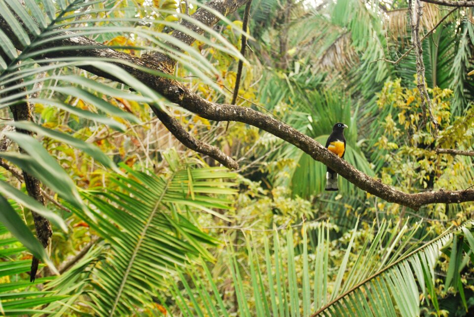 Wildlife fauna nature