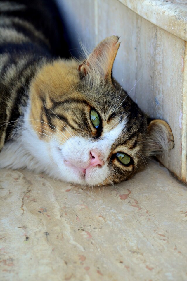 Eye the homeless animal portrait