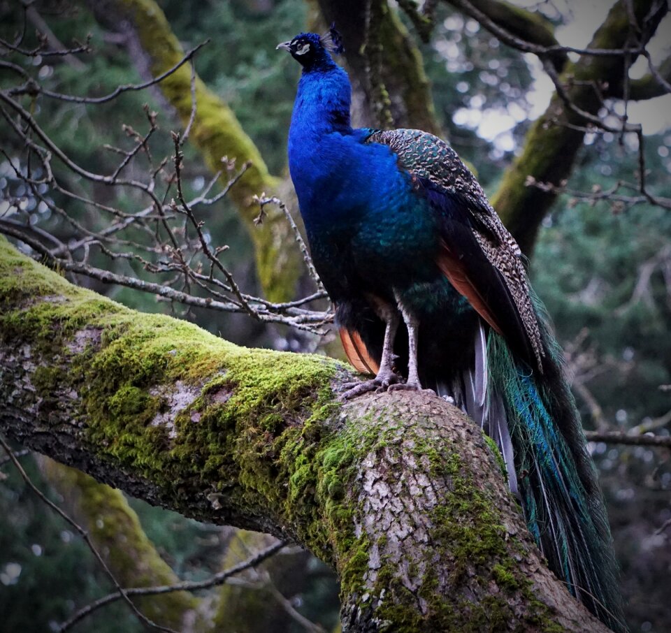 Nature victoria bc