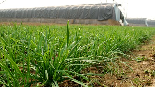 Fresh vegetables material crop photo