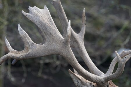 Antler horned animal