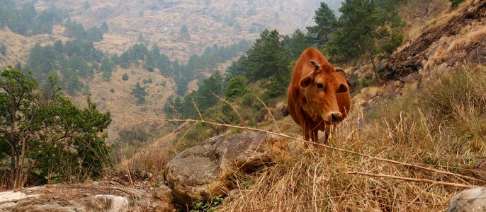 Mountain nature nepal