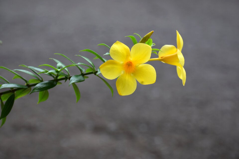 Allamanda caribbean saint lucia