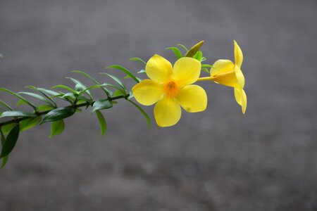 Allamanda caribbean saint lucia