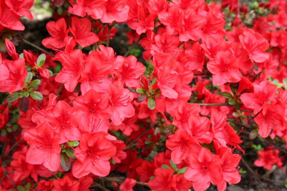 Nature plant red flower