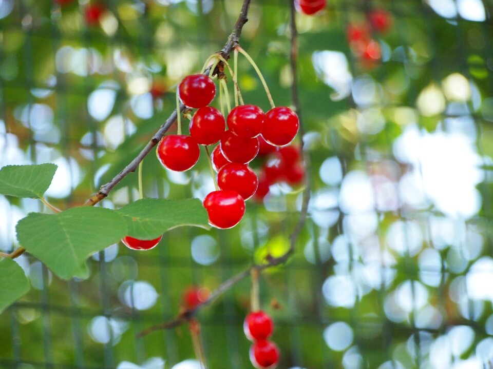 Cherry food nature photo