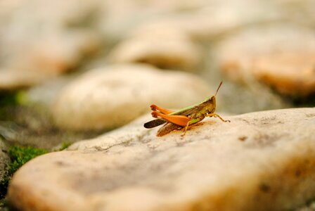 Gryllidae antennae bug photo