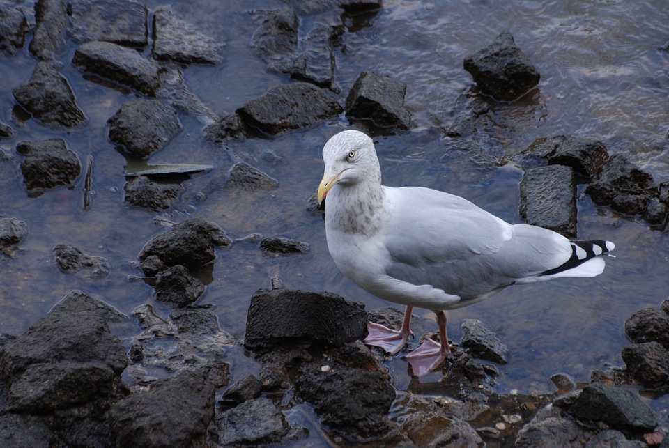 Seagull bird fly