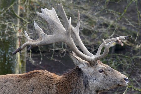 Antler pride animal
