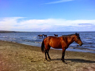 Wildlife water animal