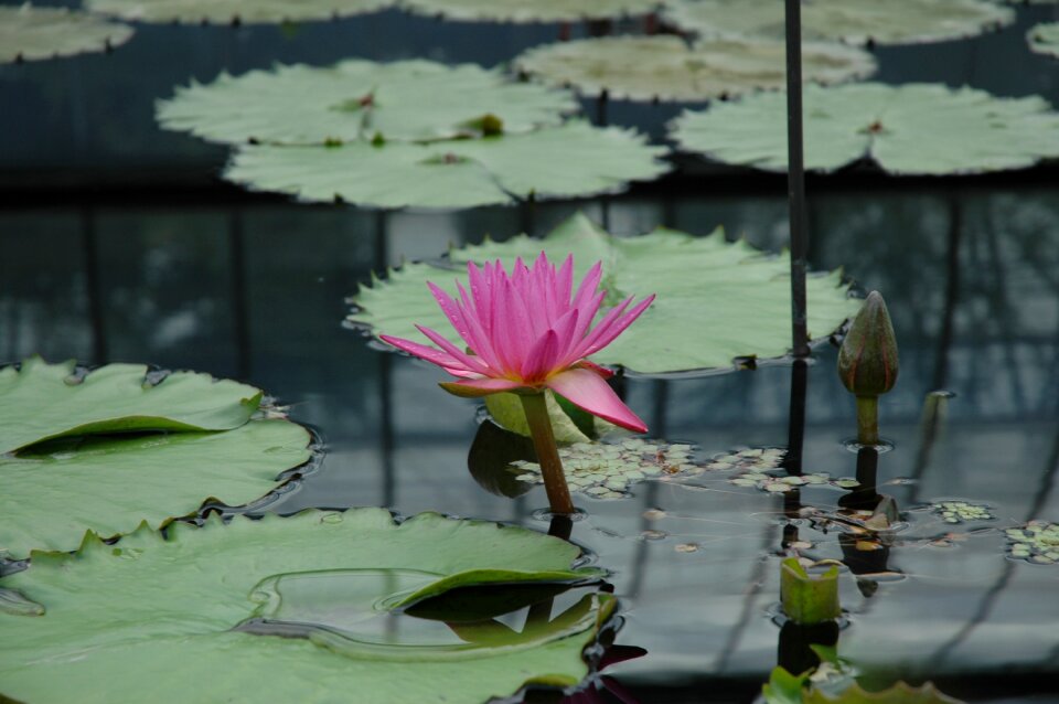 Flower pond