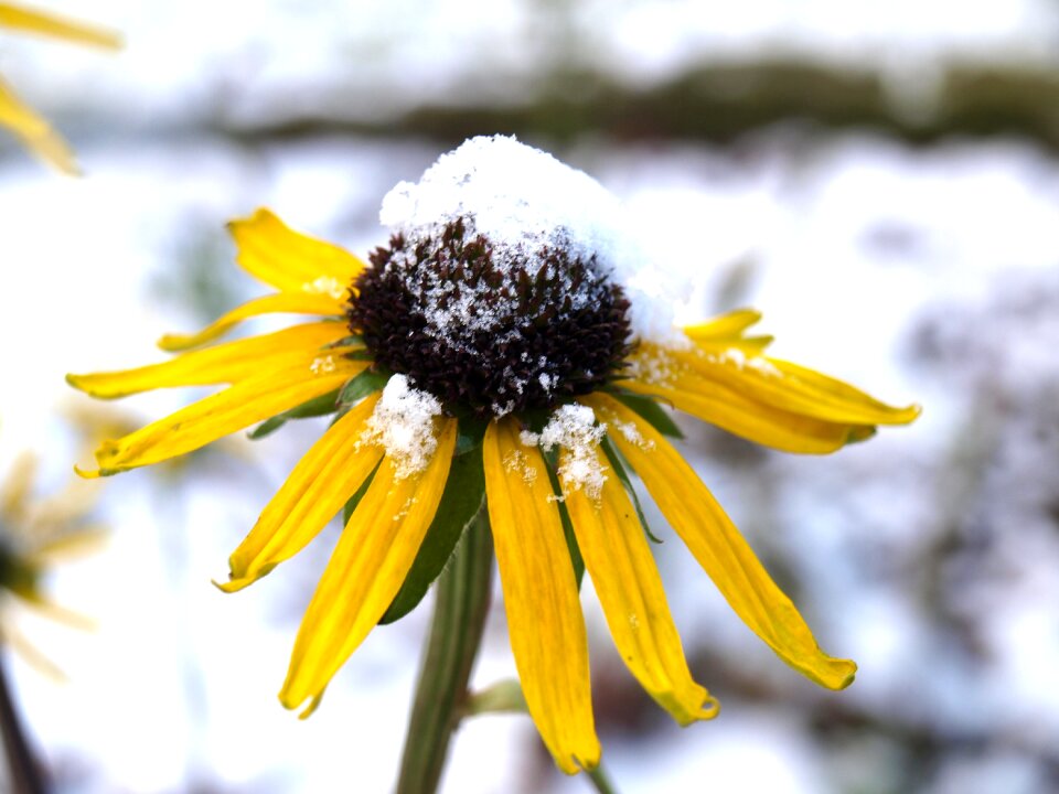 Winter snow frost