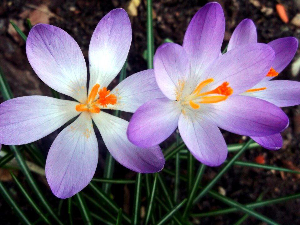 Purple spring plant