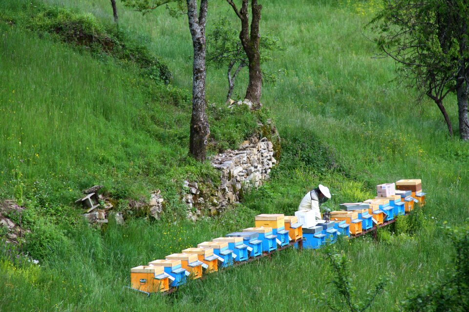 Beekeeper api honey