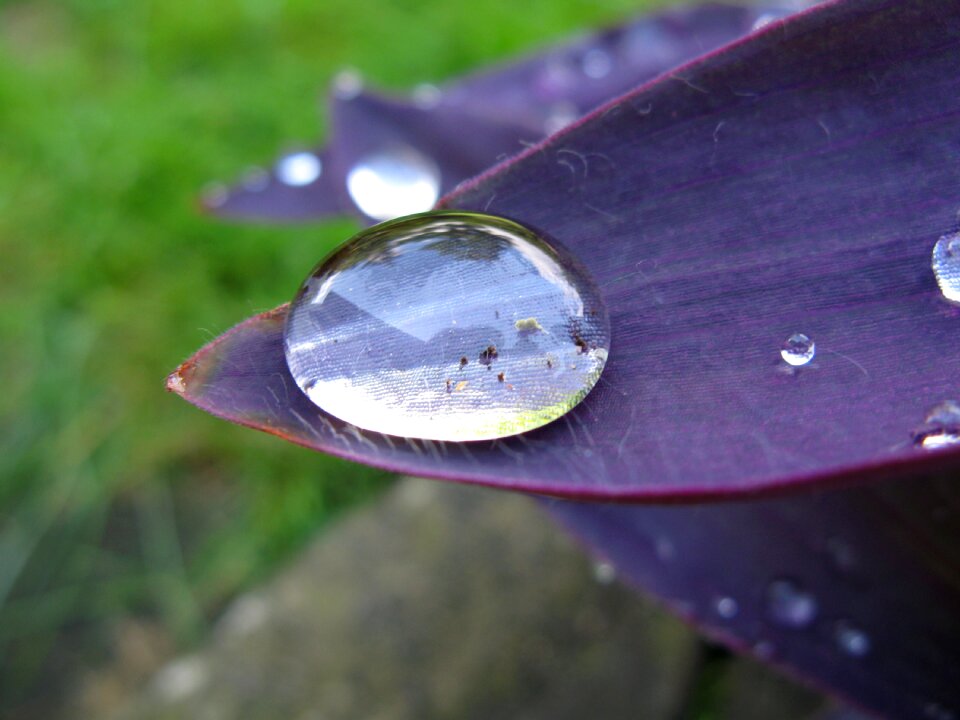 Drop of water on purple leaf magnification