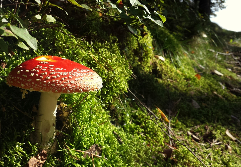 Forest autumn fungi