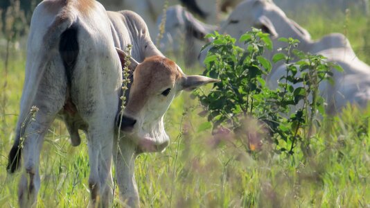 Animal creation cow